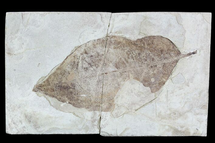 Fossil Leaf (Allophylus) With Insect Predation - Utah #107611